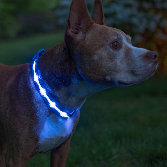 Brightest Light up Dog Collars - the Original LED Dog Collar with 1,000 Feet of Visibility - USB Rechargeable Waterproof Dog Collar Light - Dog Lights for Night Walking - USA Brand